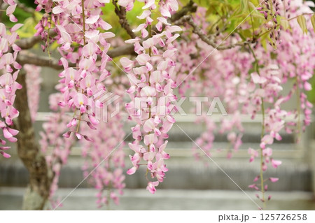 蓮華寺池公園の見事な藤棚 125726258