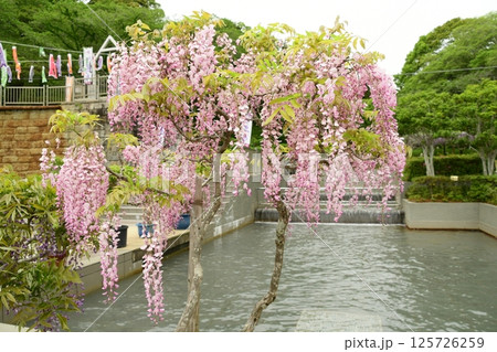 蓮華寺池公園の見事な藤棚 125726259