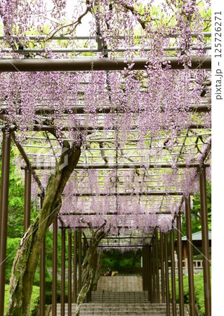 蓮華寺池公園の見事な藤棚 125726271