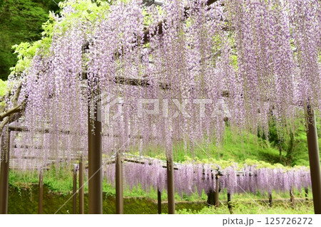 蓮華寺池公園の見事な藤棚 125726272