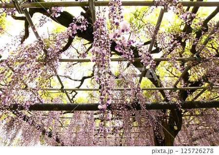 蓮華寺池公園の見事な藤棚 125726278