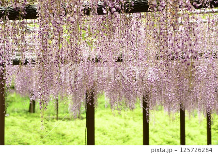蓮華寺池公園の見事な藤棚 125726284
