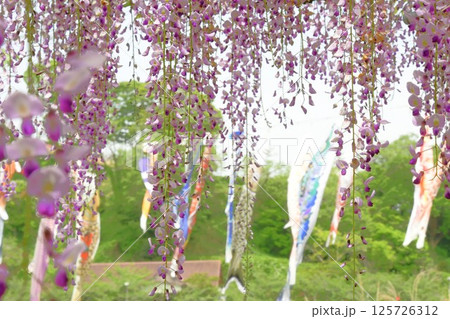 蓮華寺池公園の見事な藤棚 蓮華寺池公園の見事な藤棚 125726312