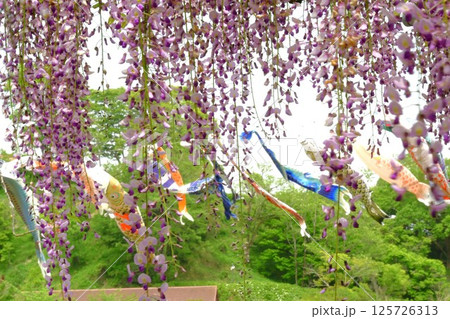 蓮華寺池公園の見事な藤棚 蓮華寺池公園の見事な藤棚 125726313
