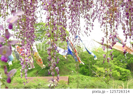 蓮華寺池公園の見事な藤棚 蓮華寺池公園の見事な藤棚 125726314