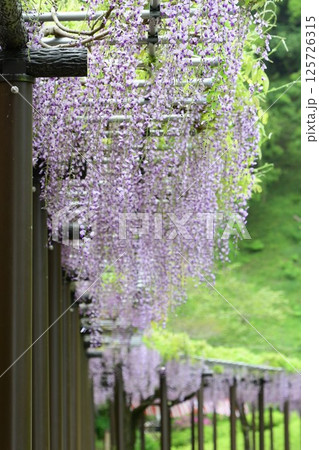 蓮華寺池公園の見事な藤棚 蓮華寺池公園の見事な藤棚 125726315