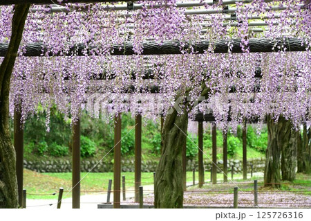 蓮華寺池公園の見事な藤棚 蓮華寺池公園の見事な藤棚 125726316