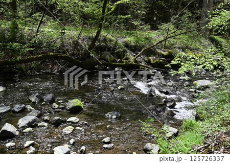 綺麗な森林の川の景色 125726337