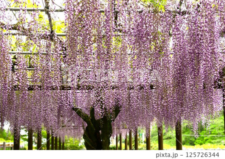 蓮華寺池公園の見事な藤棚 蓮華寺池公園の見事な藤棚 125726344