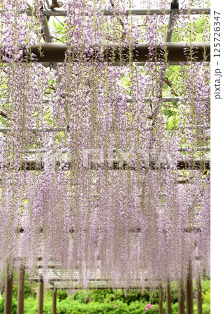 蓮華寺池公園の見事な藤棚 125726347