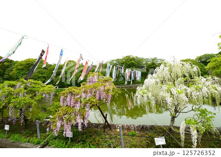 蓮華寺池公園の見事な藤棚 蓮華寺池公園の見事な藤棚 125726352