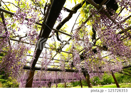 蓮華寺池公園の見事な藤棚 125726353
