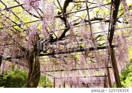 蓮華寺池公園の見事な藤棚 125726354