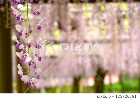 蓮華寺池公園の見事な藤棚 125726361