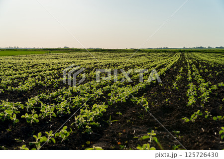 Rows of healthy soybean plants thrive in a field, signaling a successful harvest season under bright sunlight Rows of healthy soybean plants thrive in a field, signaling a successful harvest season under bright sunlight 125726430