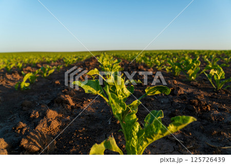 Rows of vibrant sugar beet seedlings stretch across rich soil, thriving in a broad farmland as the sun rises, illuminating the landscape 125726439