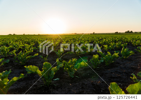 Rows of young sugar beet plants thrive in rich soil as the sun sets, illuminating the agricultural landscape with a golden glow Rows of young sugar beet plants thrive in rich soil as the sun sets, illuminating the agricultural landscape with a golden glow 125726441