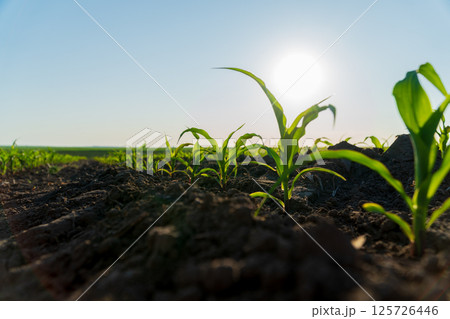 Young corn plants emerge from the soil, basking in sunlight in a rural farming field during the day 125726446
