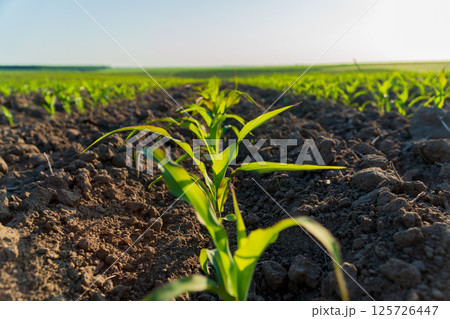 Young corn sprouts emerge from rich soil in a rural field, basking in sunlight during the early hours of the day Young corn sprouts emerge from rich soil in a rural field, basking in sunlight during the early hours of the day 125726447