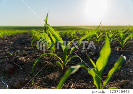 Young corn plants are emerging from the soil in a vast agricultural field, basking in the warm morning sun Young corn plants are emerging from the soil in a vast agricultural field, basking in the warm morning sun 125726448