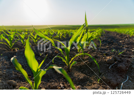 Young corn plants rise from rich soil in a field, basking in sunlight on a clear day, signaling the start of the growing season 125726449