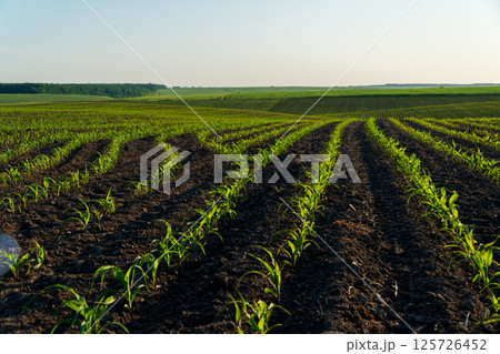 Rows of young corn plants sprout in a rural field, showcasing vibrant green leaves under clear blue skies and warm sunlight 125726452