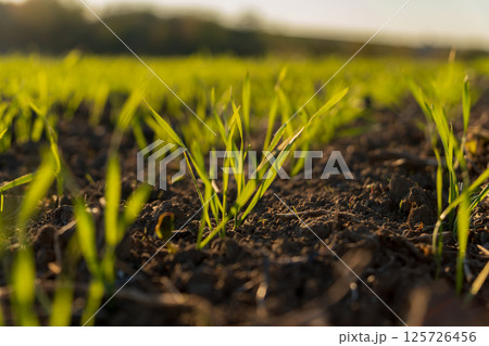 Young wheat plants emerge from fertile soil in a winter field, basking in the warm sunlight, symbolizing growth and renewal in nature 125726456