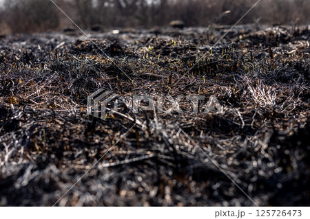 The land shows extensive damage from a recent fire, with charred grass and ashes covering the ground, hinting at new life emerging 125726473