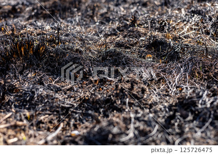Grassland is devastated by fire, showcasing a landscape of charred earth and lingering smoke, highlighting the danger of wildfires 125726475