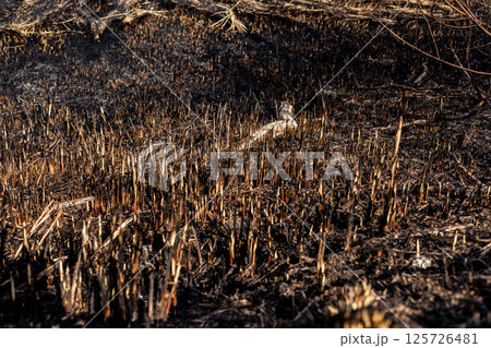 Burnt grass reveals a devastated landscape where flames have ravaged the land, leaving only charred remnants and smoke in the air Burnt grass reveals a devastated landscape where flames have ravaged the land, leaving only charred remnants and smoke in the air 125726481