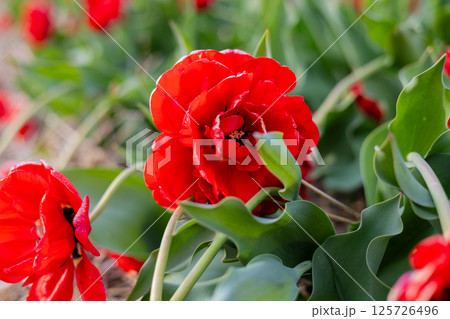 Bright red tulips bloom in a lush flowerbed, representing the beauty of spring in Holland, attracting nature lovers and visitors alike Bright red tulips bloom in a lush flowerbed, representing the beauty of spring in Holland, attracting nature lovers and visitors alike 125726496
