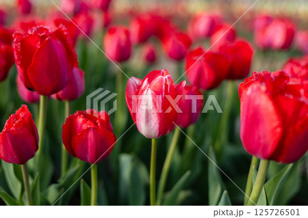 Colorful tulips are blooming beautifully in a vibrant flowerbed, showcasing their lush petals against a green backdrop in springtime 125726501