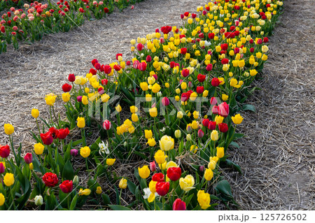 Colors explode as a tulip field blooms with red, yellow, and pink flowers, creating a beautiful display of nature's beauty in Holland 125726502