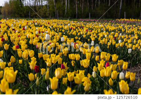 A stunning array of blooming tulips fills the field, showcasing vibrant yellow petals alongside occasional red and white flowers A stunning array of blooming tulips fills the field, showcasing vibrant yellow petals alongside occasional red and white flowers 125726510