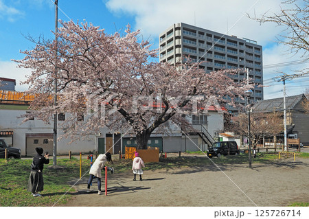 小樽　遊び場の桜 125726714