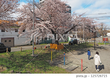 小樽　遊び場の桜 125726715