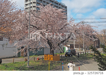 小樽　遊び場の桜 125726716