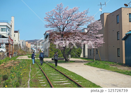 小樽 旧国鉄手宮線の桜 小樽 旧国鉄手宮線の桜 125726739