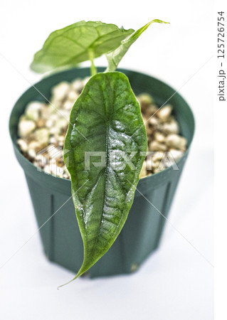 観葉植物　アロカシア　ドラゴンズブレス 125726754