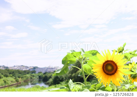 鶴見川の夏空に咲く向日葵 鶴見川の夏空に咲く向日葵 125726828