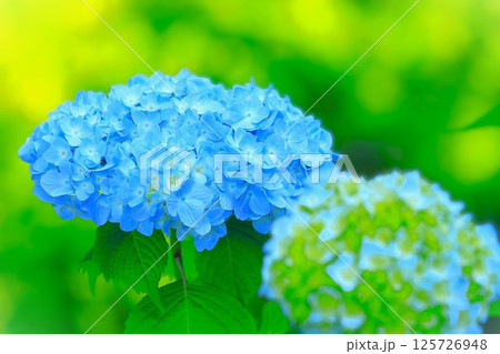 爽やかなブルーの紫陽花の花 125726948
