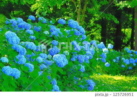 群生する爽やかな満開の紫陽花の花 125726951