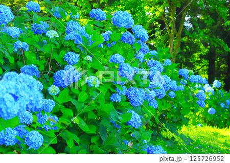 群生する爽やかな満開の紫陽花の花 125726952