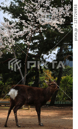 縁起の良い松と満開の桜の花の前でたたずむ奈良のオス鹿 125726958