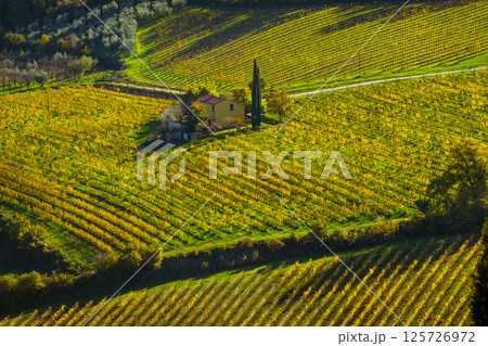 Scenic landscape of green vineyard with farmhouse on a sunny day Scenic landscape of green vineyard with farmhouse on a sunny day 125726972
