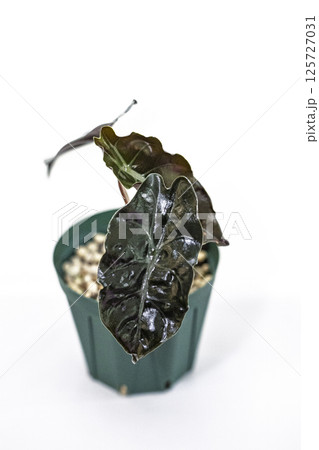観葉植物 アロカシア チャントリエリ 観葉植物 アロカシア チャントリエリ 125727031