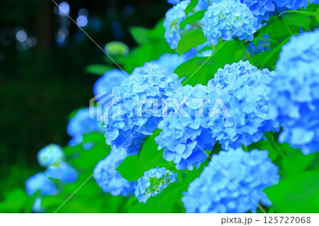 爽やかなブルーの紫陽花の花の群生 爽やかなブルーの紫陽花の花の群生 125727068