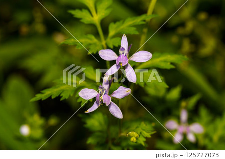 春の野山に自生するムラサキカタバミの花 125727073