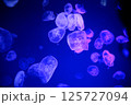 たくさんの青く光るクラゲ 125727094