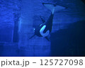シャチの後ろ姿 125727098